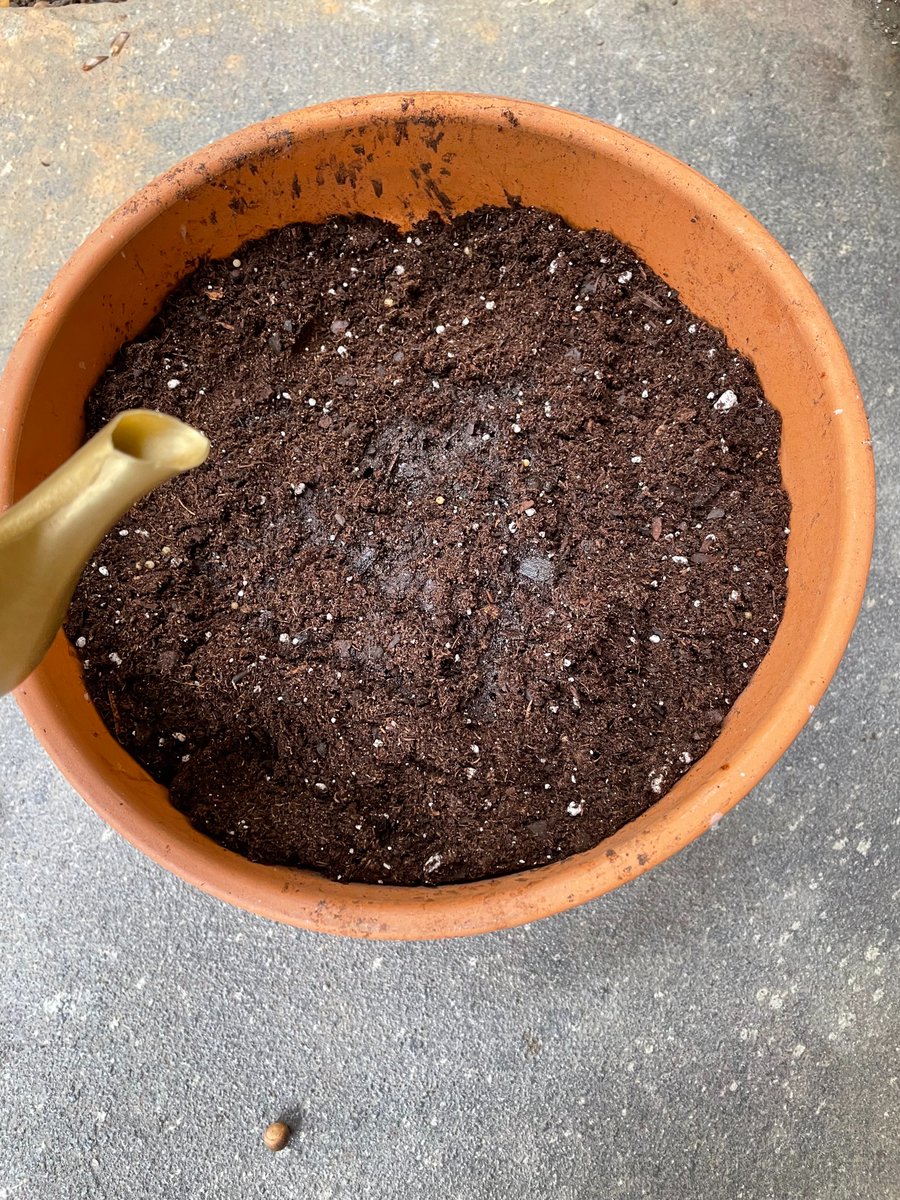 hazelclimateapp's tweet photo. I don't have land to plant a garden or my seed cards, but thankfully, we can grow potted plants!!
I repurposed a big pot I have, filled it with dirt, planted a whole seed card, covered another ~ΒΌ inch with dirt, then watered!
Now we wait... π¦π±
#HazelSeedCard #Disrupt2022 https://t.co/poV6G3ITm3