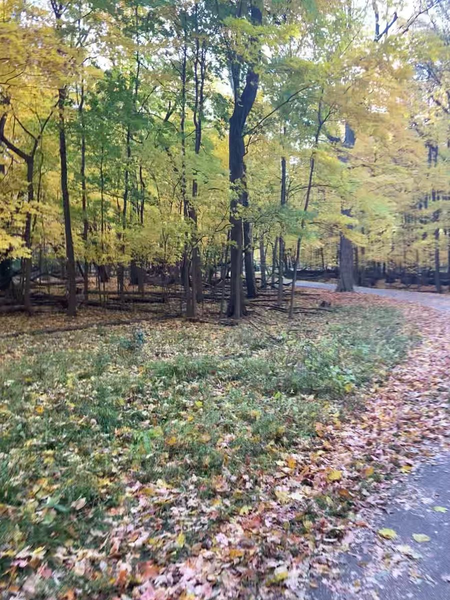 reginazulkey's tweet photo. seasons change quickly
I don't want to let go yet
hold on bright fall leaves

#fall #leaves #beauty #northbranchtrail #running #haiku #FridayFeeling https://t.co/eEiz9IklD3