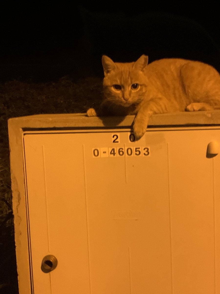Hey guys just found this really cute kitty, so I was wondering if I could keep it but it has a collar so I won’t!