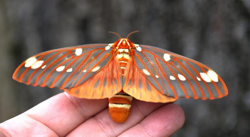 evansbugfacts's tweet photo. Citheronia regalis, the regal moth or royal walnut moth, is a North American moth in the family Saturniidae. The caterpillars are called hickory horned devils. The adult has a wingspan of 3.75-6.1 in. The species was first described by Johan Christian Fabricius in 1793. 
#bugfact https://t.co/vT5nM6NF3D