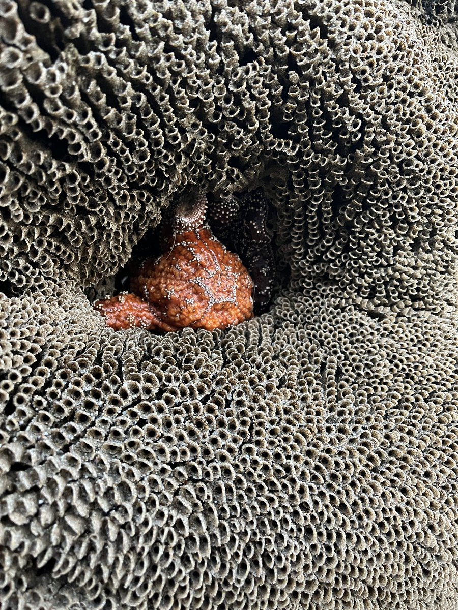 Field work for @PacificRocky at Paradise Cove yesterday was a success! Found a baby bat star to match my FHL hat & check out that 7 ARMED PISASTER!!! ✨🌟 #MarineEcology #CSUF #CPP