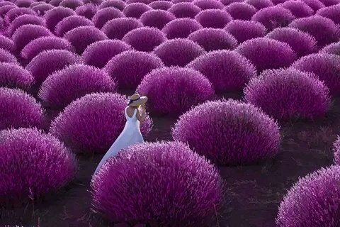 ruben_corella's tweet photo. #purpleday #purpleweekend #purplelife #purplepic #purplestyle #podermorado #purplefield #paseo #purplelandscape #shot #beautiful https://t.co/WeOYboxa3i