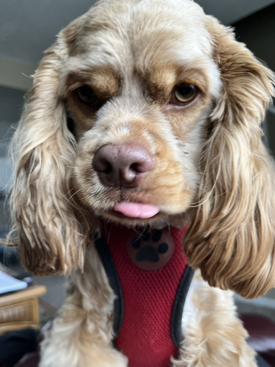 JackHarter's tweet photo. Rosie wants to play…ALWAYS! https://t.co/IbMVY5X9L9