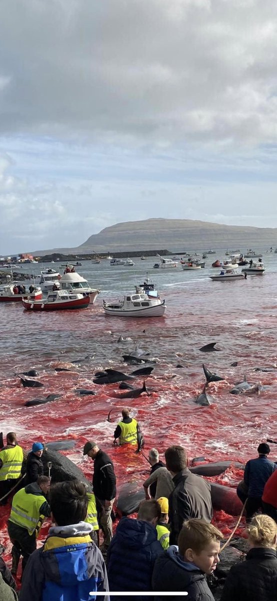 If anyone travels to the Faroe Islands this is likely what you’ll see . Harbours, beaches bright red with the blood of dead and dying dolphins that have been mutilated,throats cut by the locals . They say it’s their right to have fun at the expense of dolphins ⁦<a href="/Tinganes/">The Government of the Faroe Islands 🇫🇴</a>⁩