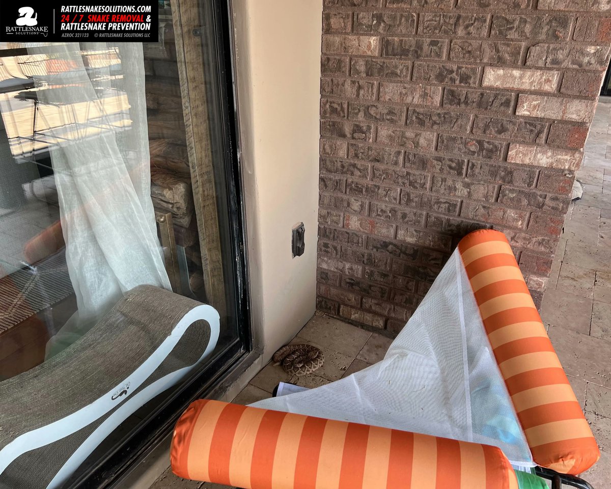A rattlesnake on the back patio sent Marissa to Scottsdale. The home had some 'snake fencing' that was installed by the local pest control guy, which was too short, used the wrong size mesh, and left the gates wide open – not effective.