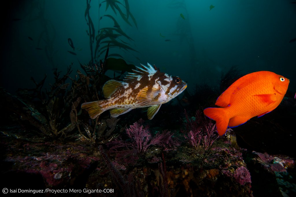 New paper out! 🐟We show that habitat complexity at a small scale in kelp forests, but not rocky reefs, influences fish functional diversity. Check it out 👇