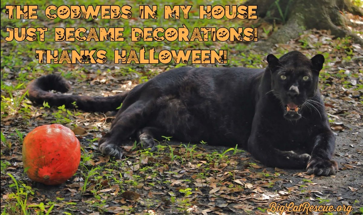 BigCatRescue's tweet photo. “The cobwebs in my house just became decorations!
Thanks Halloween!”

#JinxLeopard #BigCats #BigCatRescue #Rescue #Tiger #Cats #Inspiration #InspirationalQuotes #Life #CaroleBaskin https://t.co/oKeWlVtgfA