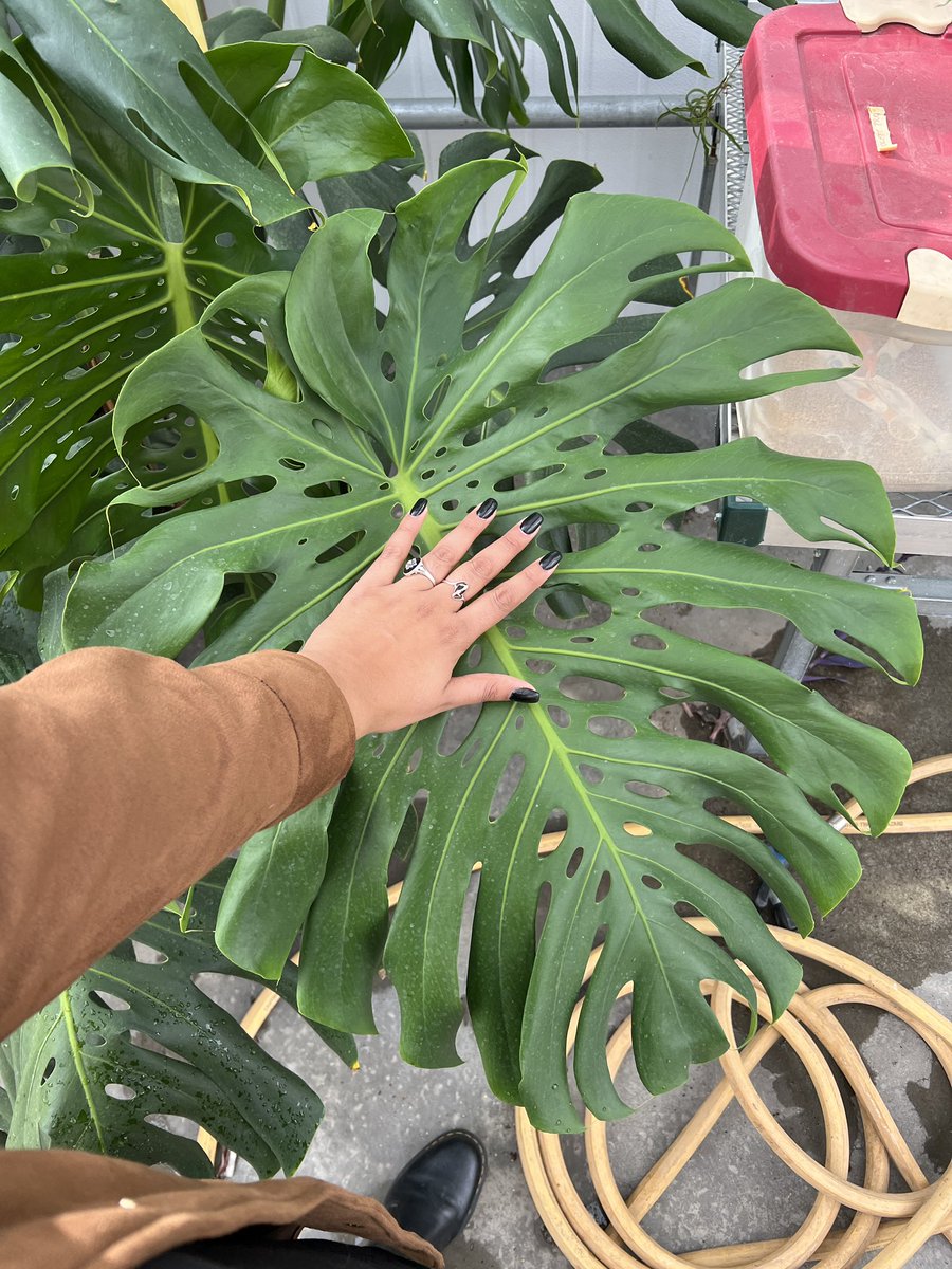 ab_decker42's tweet photo. BRB just admiring some of the plants in the greenhouse https://t.co/V1fZINHtzU