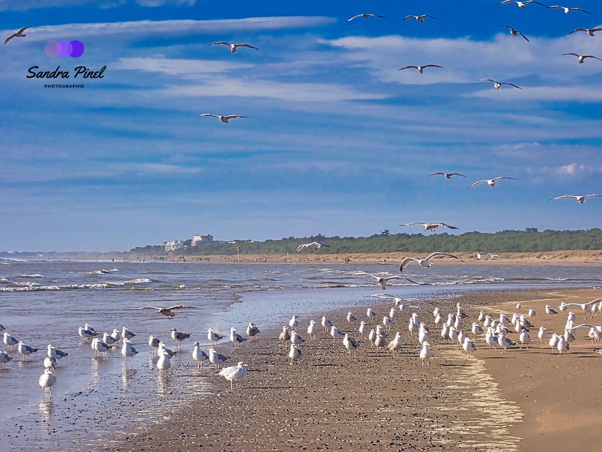 Sandra_Pinel's tweet photo. "Je t'ai regardé prendre ton envol et disparaître, porté par le vent de l'espoir."
Wana Cori
#mouette #seagull #goeland #oiseaucotier #plage #beach #ocean #loireatlantique https://t.co/f9F4VE67C3