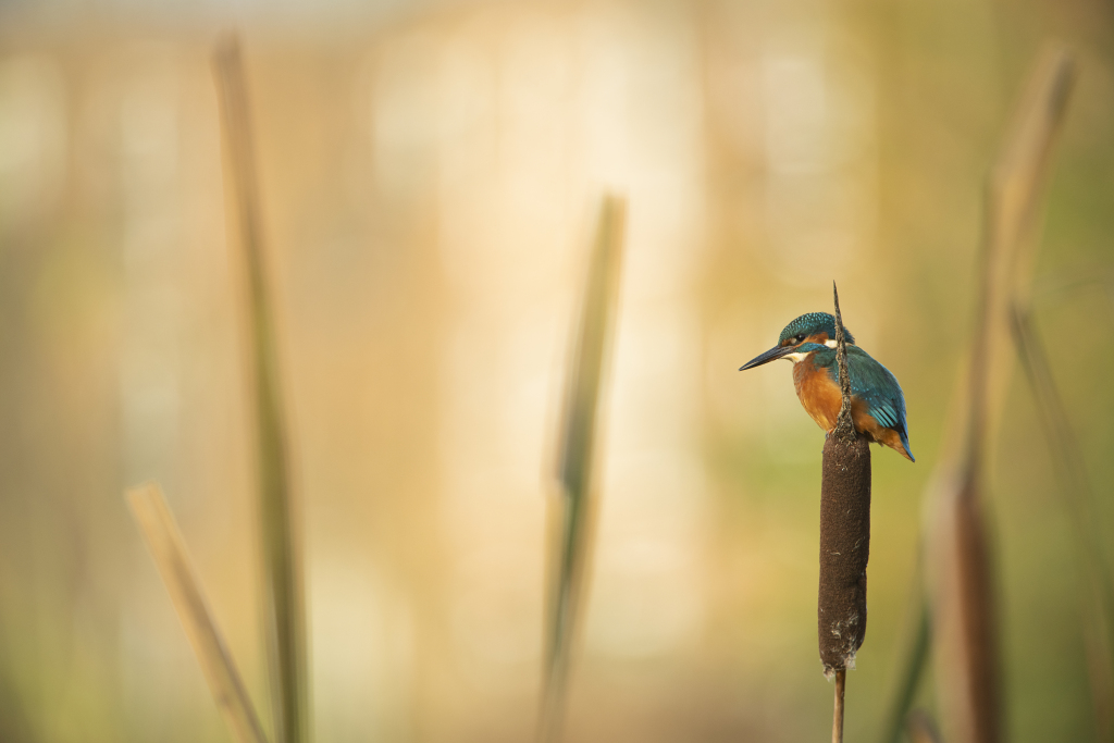 It's not easy to capture a photo of a kingfisher. Have you ever been able capture one in the wild? Show us your pics in the replies 👇@BBCSpringwatch #Autumnwatch