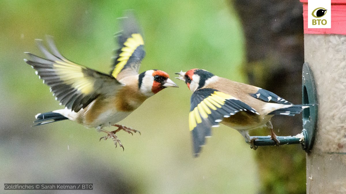 Data from @BBS_birds shows Goldfinch numbers have been increasing since the 1990s! #BTOScience suggests that garden bird feeding may be linked to this population growth 👉 bit.ly/36DtLwT