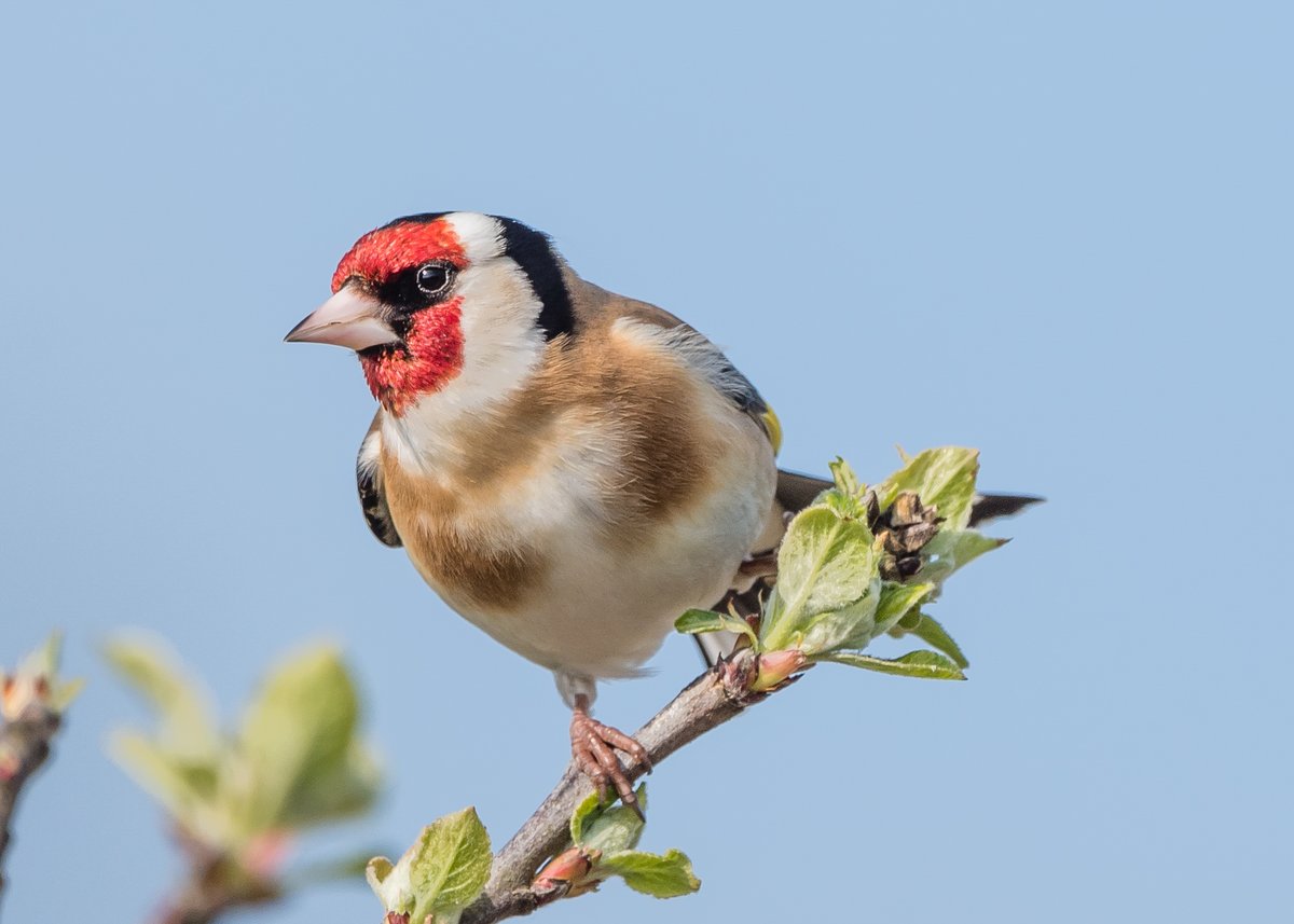 BTO_GBW's tweet image. Goldfinches are a garden success story. In the early 80's, few gardens saw Goldfinches at finches, but they are now among the top ten garden species. Have you seen one recently?

#autumnwatch @BBCSpringwatch 

Image: Philip Croft/BTO
