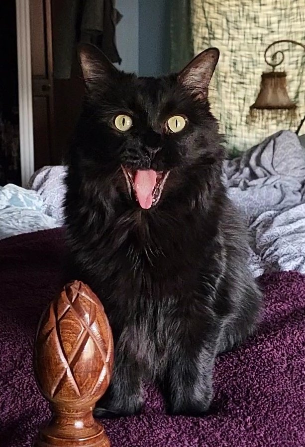 NicoleKerwin's tweet photo. @bluebuffalo he enjoys screaming https://t.co/kCrbcG2UhP
