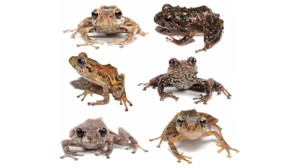 CTVNews's tweet photo. 6 new species of rain frogs discovered in Ecuador https://t.co/nLvQgoCR7Q https://t.co/MFWQwnzBfQ