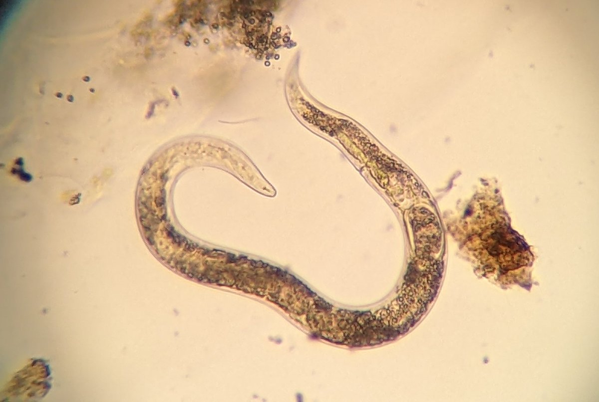After we covered Anguina in class today, one of the students found this beauty in a sample
