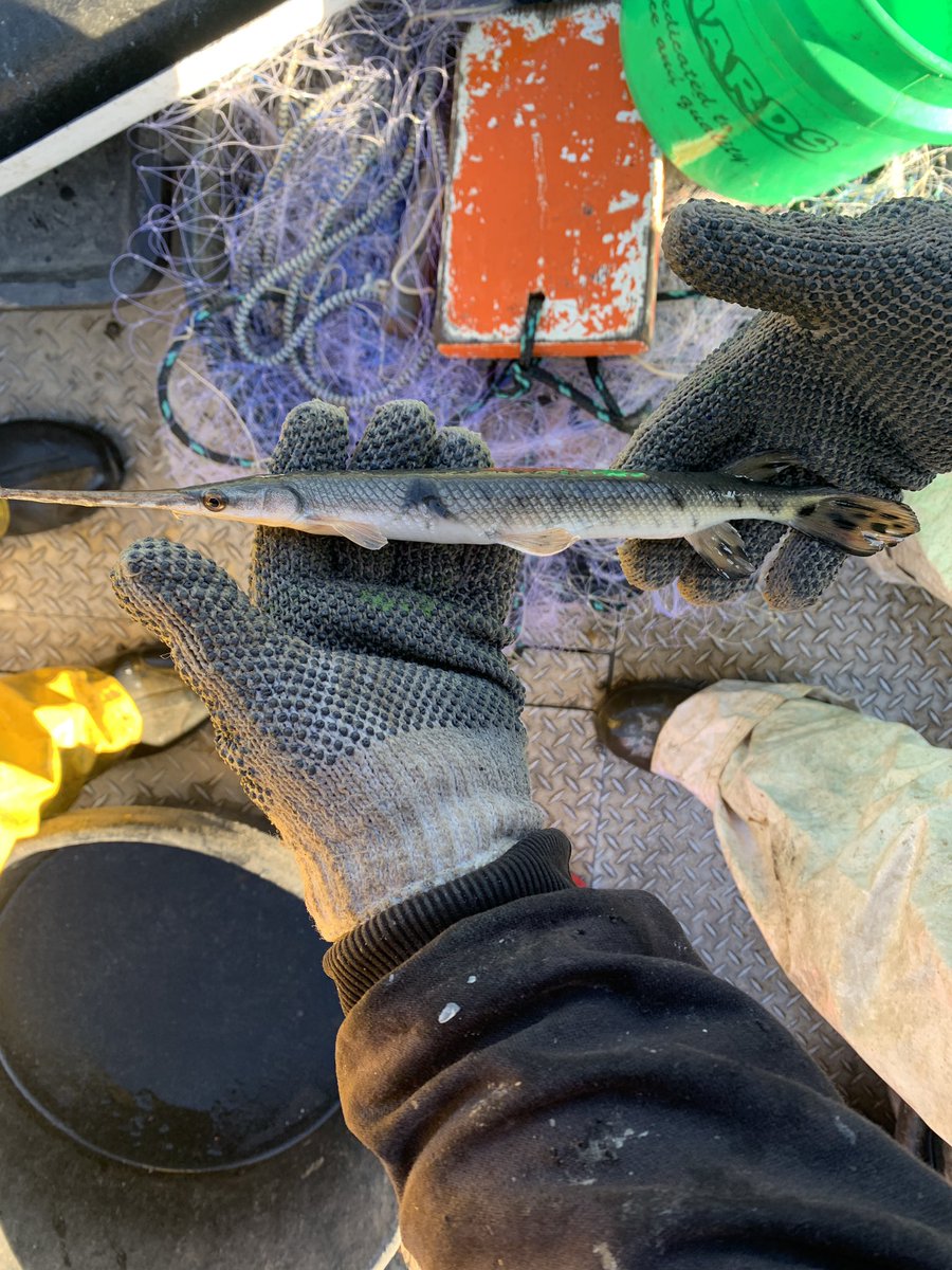 Found this little guy in a trap (fyke) net while out sampling at Milford Reservoir today. One of the smallest gar I’ve ever sampled. #fisheries