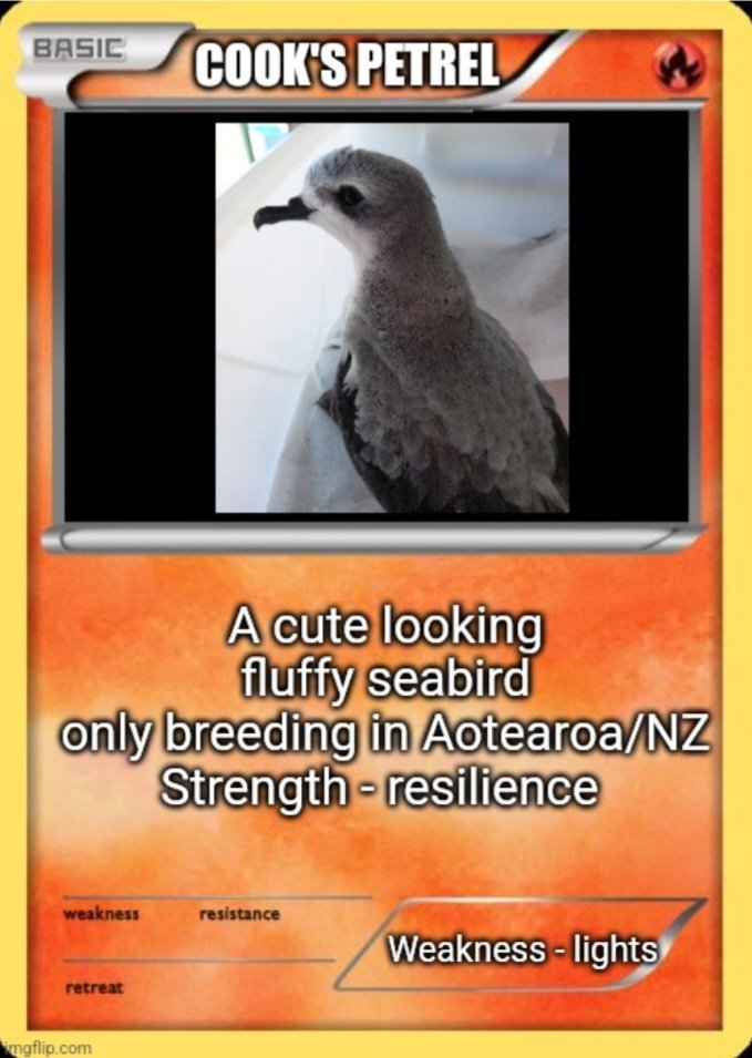 VoteCookieBOTY's tweet photo. Hi👋🏻Cookie here! How would Cook's petrels do in pokemon? Well I am kinda enbarrassed but #lights is our weakness but we are resilient as our population size has increased over the years! Vote for Cook's petrels for #birdoftheyear2022 🥰#votecookie 
@Forest_and_Bird @birdcarenz https://t.co/WD2AnyNadV