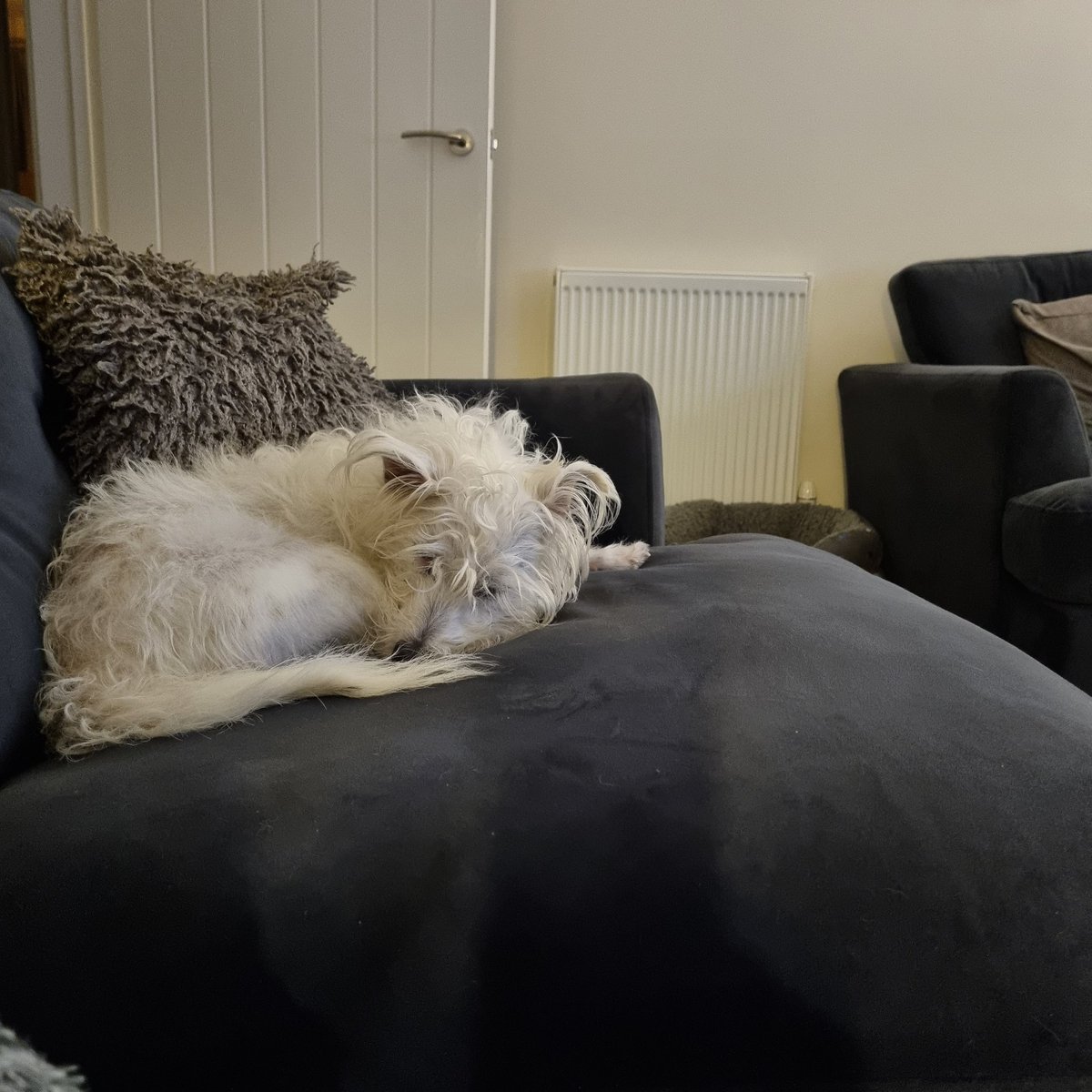 Spoilt Pippy dog #spoilt #Pippa #JRT #notallowedonthesofa