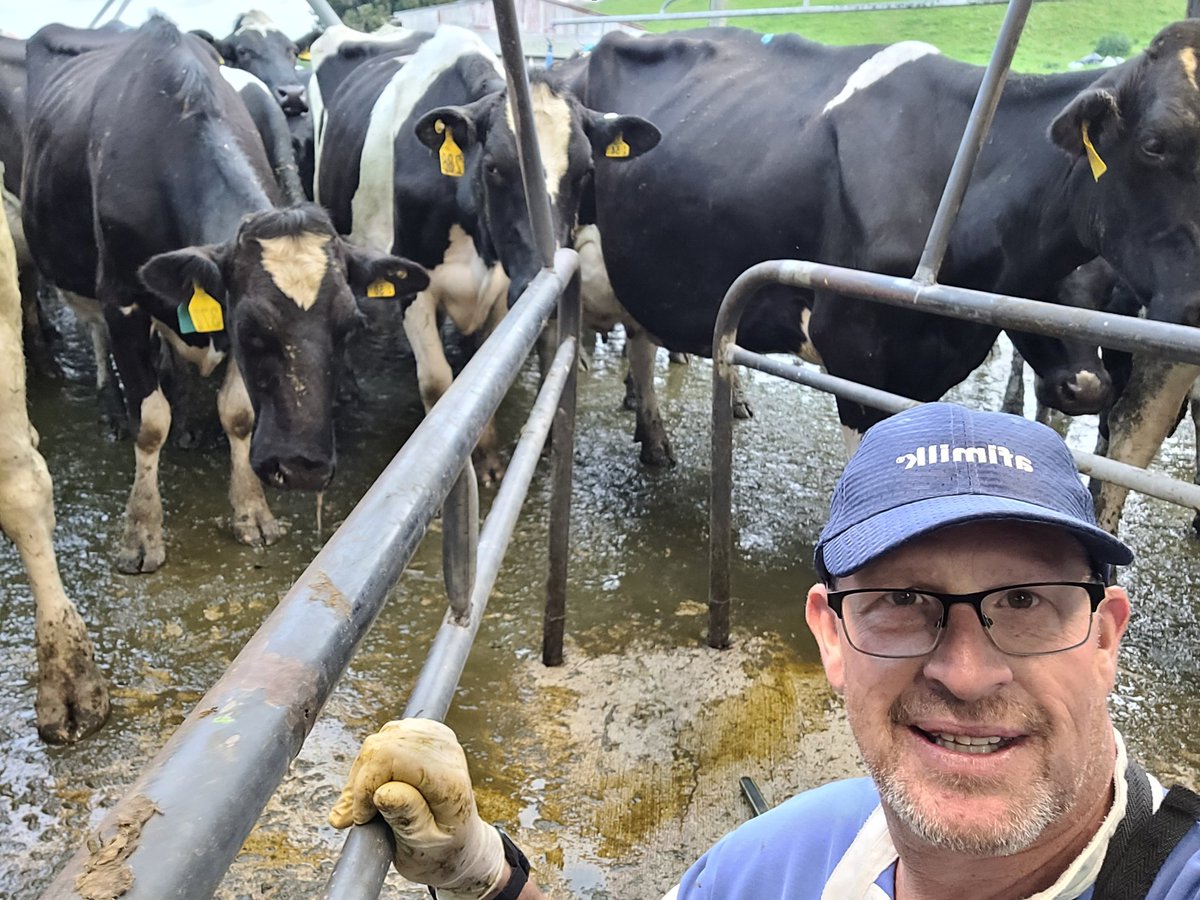 Back in the cowshed this morning #agchatnz #nzfarming #afimilk