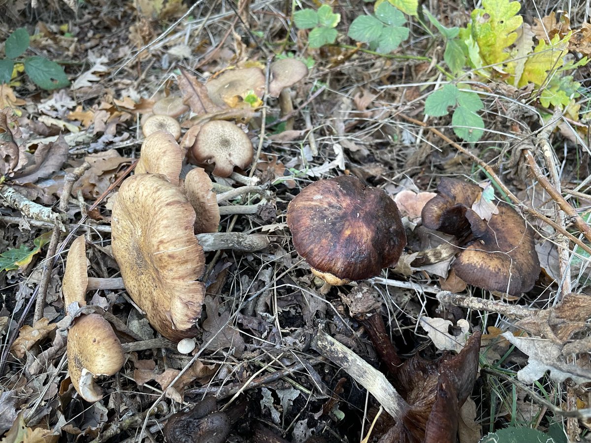 ChelseaGal74's tweet photo. @IoloWilliams2 more fungi! I found these at Minsmere, no idea what their actual names are! #fungi #minsmere https://t.co/RoAZYLfFXd