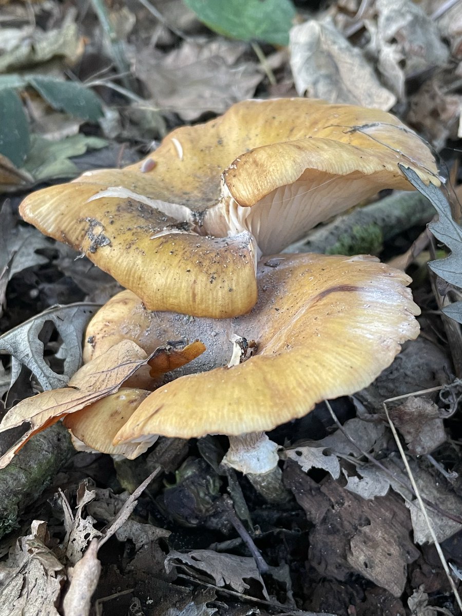ChelseaGal74's tweet photo. @IoloWilliams2 more fungi! I found these at Minsmere, no idea what their actual names are! #fungi #minsmere https://t.co/RoAZYLfFXd
