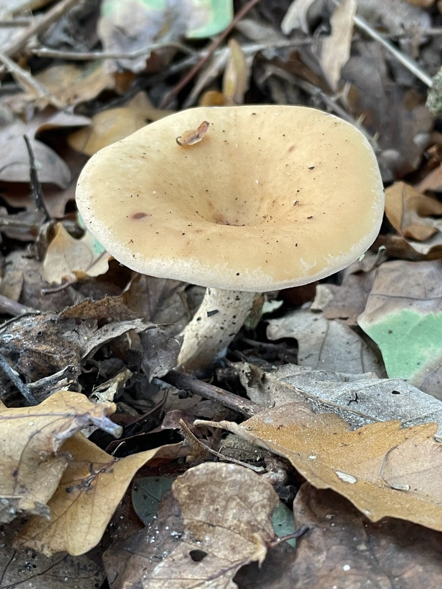 ChelseaGal74's tweet photo. @IoloWilliams2 more fungi! I found these at Minsmere, no idea what their actual names are! #fungi #minsmere https://t.co/RoAZYLfFXd