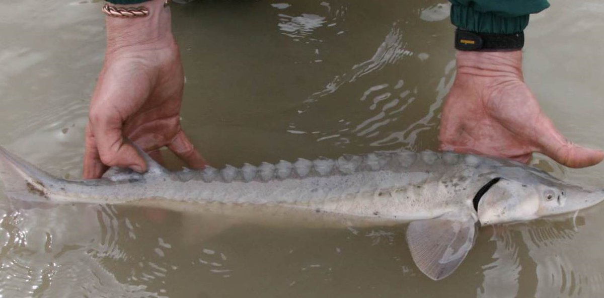 Postdoc opportunity with my lab!
Like #EcoStats?📈 Care about #lakesturgeon?🐟 You will!
Join us: 
Ecological modelling interdisciplinary postdoc with <a href="/Mark_Alun_Lewis/">Mark Lewis</a>, <a href="/MarkPoesch/">Mark Poesch</a>, and myself.

Jan '23 start.
Details: incass.ca/wp-content/upl…

<a href="/UVicScience/">UVic Science</a> <a href="/ualbertaScience/">UAlbertaScience</a>