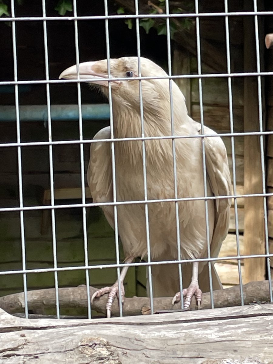 writingrefinery's tweet image. What&apos;s your critique experience? - mailchi.mp/b7df1651079b/w…