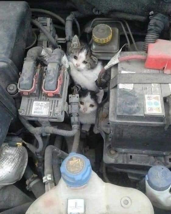 RincnCuriosoo's tweet image. Recuerden ahora que empieza el frío: Unos golpes en el capó / cofre del coche pueden salvar una vida...o varias.