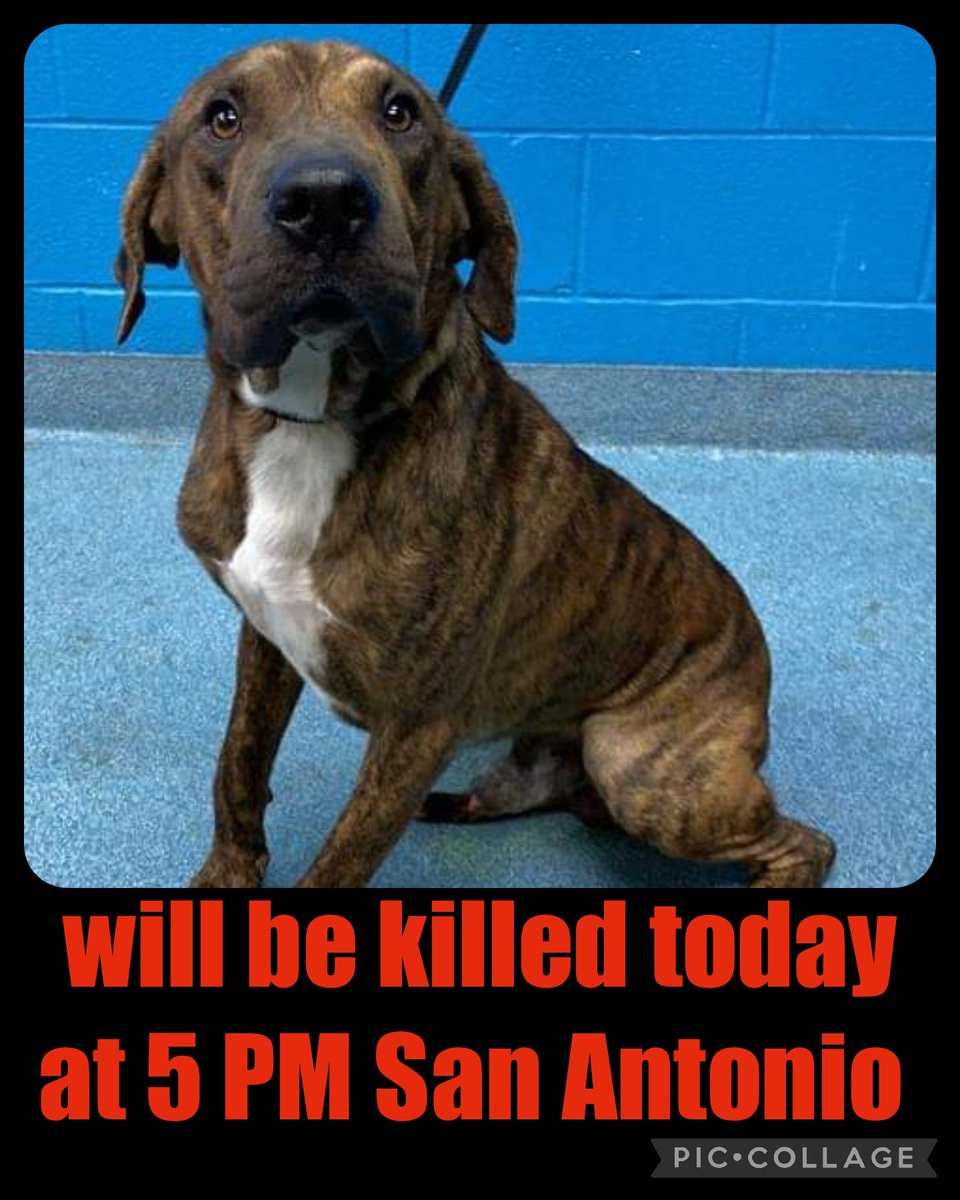 Dies today at 5 pm 654060 Tomahawk is a male who is around 1 year old, weighs 53 lbs, and is heartworm negative. TO ADOPT, FOSTER, OR RESCUE Please Email: placement@sanantoniopetsalive.org San Antonio Tx m.facebook.com/story.php?stor…