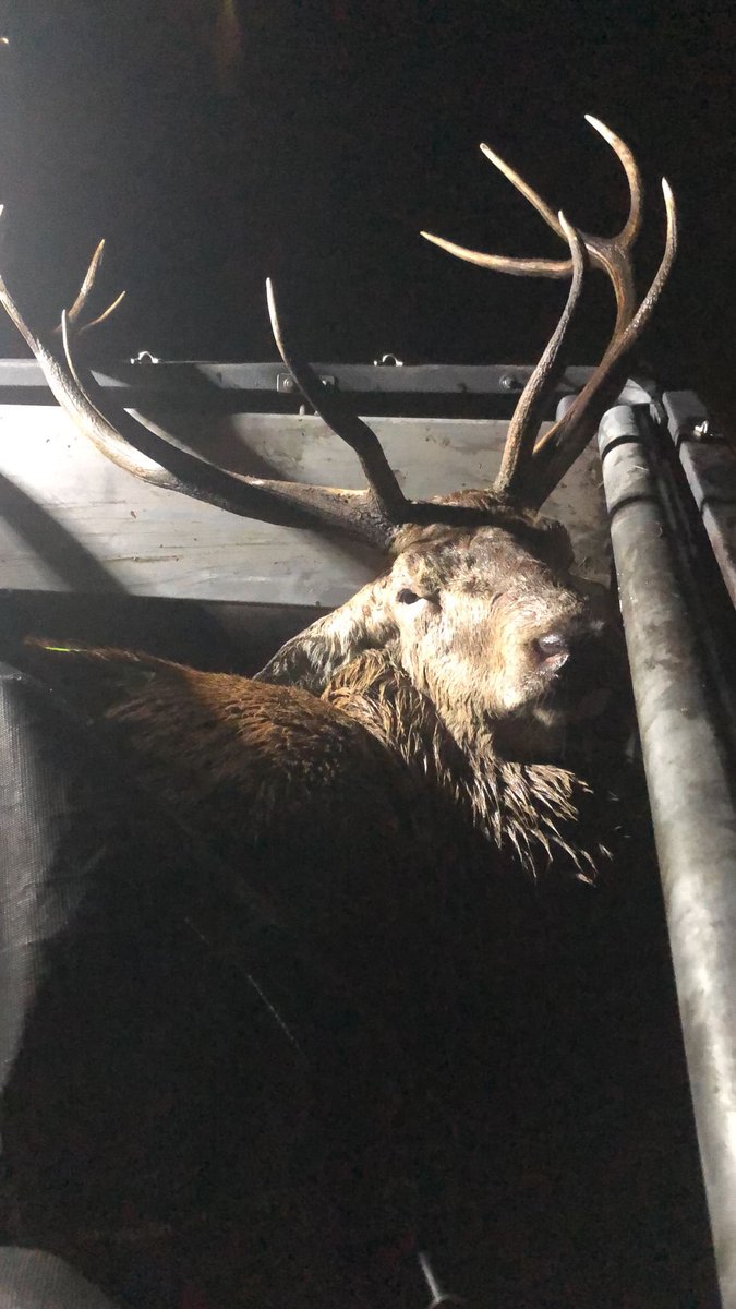 BoaEde_Victor's tweet image. Dit weekend gaat de wintertijd weet in. Wij verschuiven “ons” leefritme met één uur. De dieren in het bos houden hun eigen ritme. #Rijvoorzichtig en voorkom een aanrijding! #60km/h @wildaanrijding @GemeenteEde