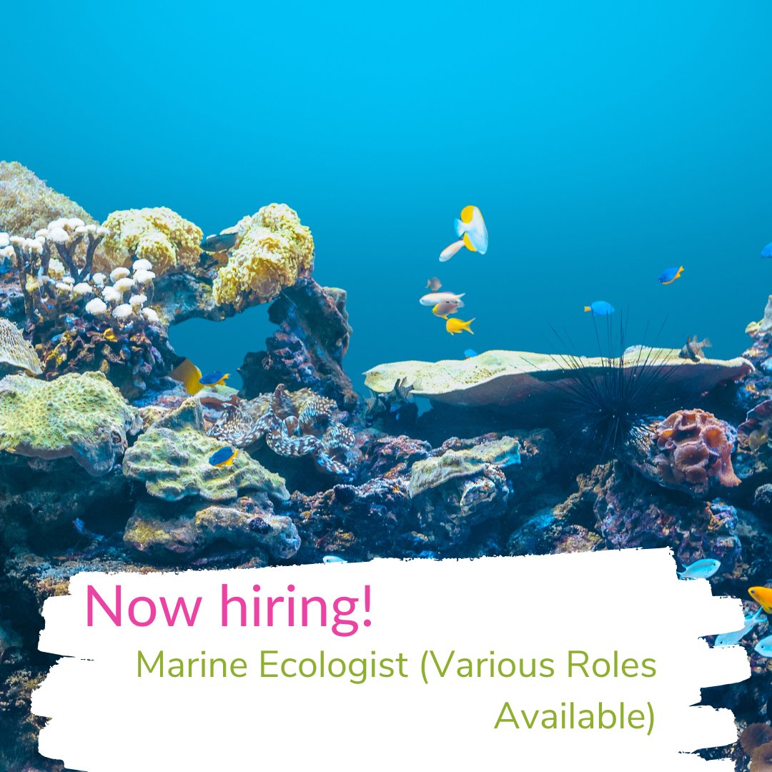 🐠 Job Alert! | Marine Ecologist (Various Roles Available) 🐠

🌊 Want to help achieve their vision of clean, healthy, safe, productive, diverse oceans and seas?

👉 For more information about this exciting position, follow the link: ow.ly/SnGx50Ll8Hx

<a href="/JNCC_UK/">JNCC</a>