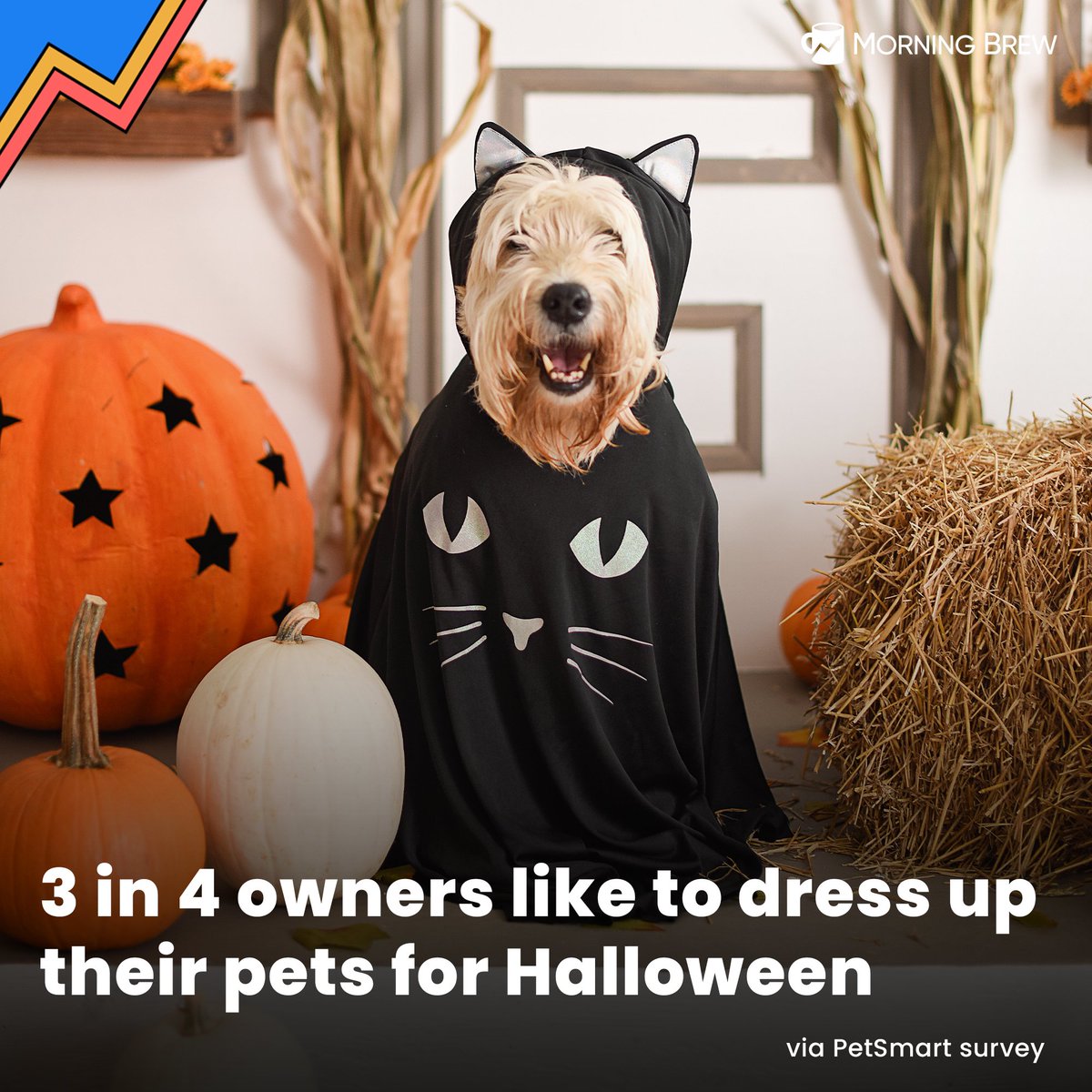 The most popular costume among pets is the classic pumpkin, according to Petsmart CEO J.K. Symancyk.