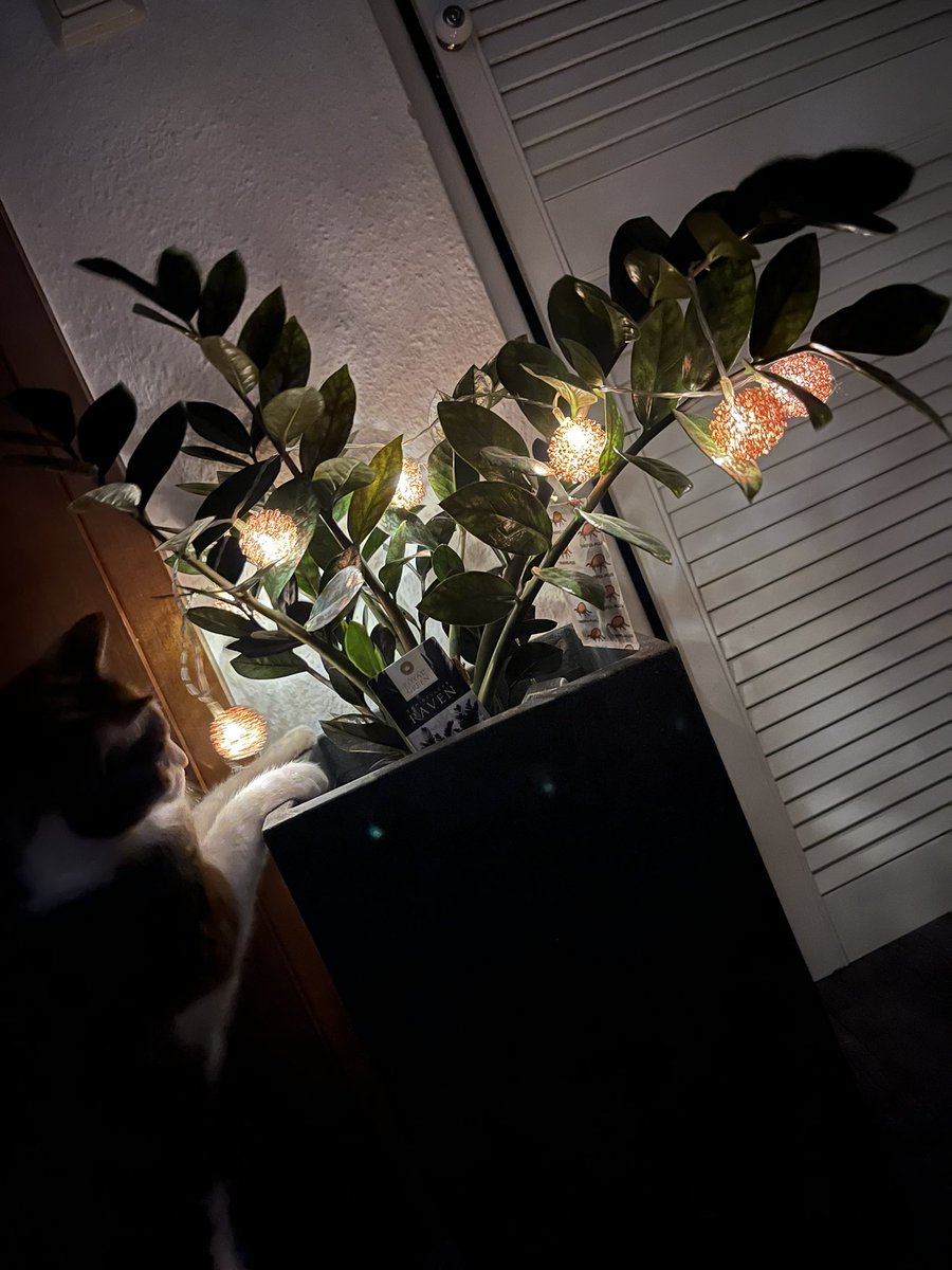 SplitDye_Plants's tweet photo. Decorated my raven ZZ with Amber ☺️ she’s the cutest girl ❤️ #planttwitter #plants #houseplants #plant #plantmom #goldenplanthour https://t.co/LJ7ddaaSZ2