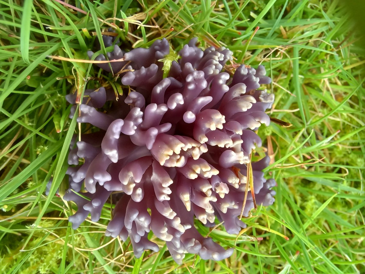pam_mcinnes's tweet photo. #fungifriday Found in grassland at Kirkby Lonsdale today.Violet coral fungus,golden spindles,crimson waxcap? I am unsure about this last one found in short grass. Could it be an earth tongue or dead man's fingers? Any help much appreciated. https://t.co/xESXoK7wOK