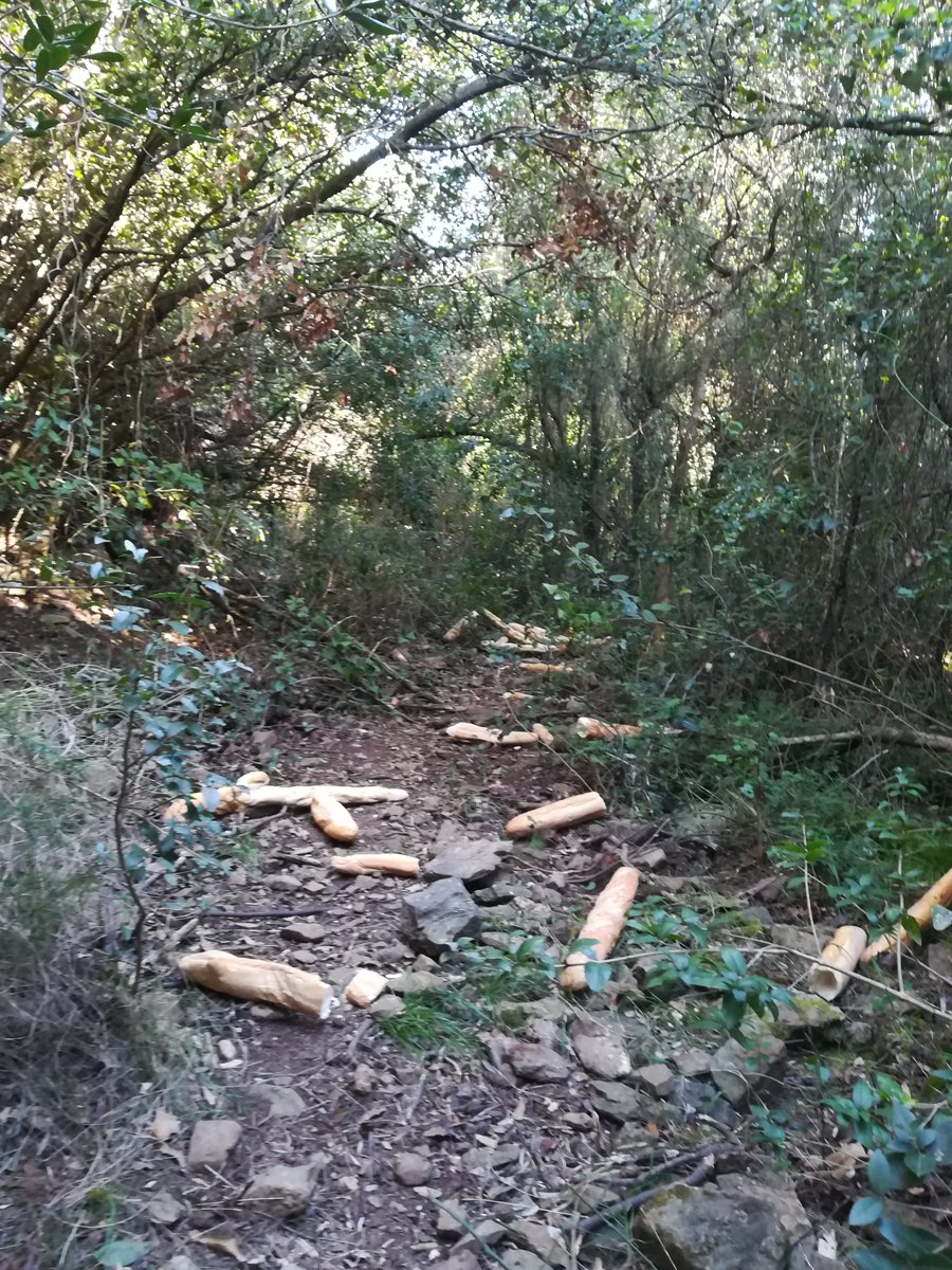 innacció de les administracions, les colles que operen al territori, posen en pràctica una estratègia sense fisures. A base d'oferir baguettes processades i brioixeria industrial, el porc senglar (sus scrofa) no trigarà a reduïr la seva població, que quedarà delmada sota els...