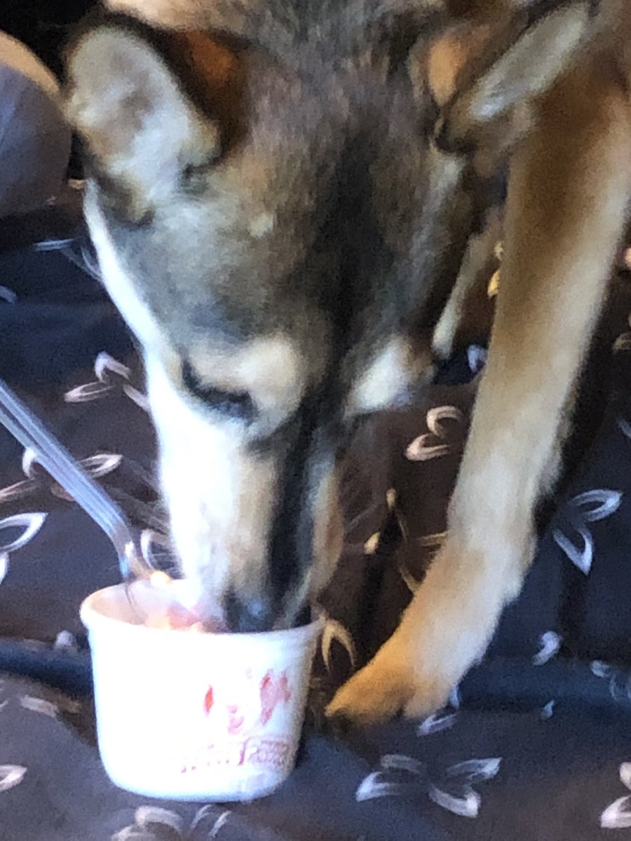 JulieBarrentin1's tweet photo. #Ziva My #icecream was #pawsome #AllFinished #apawsplease @FrostyPaws @popeyethefoodie @chichicrewshop #Cutedog #DogsOnTwitter #ilovemydog https://t.co/iFOhU0P05E