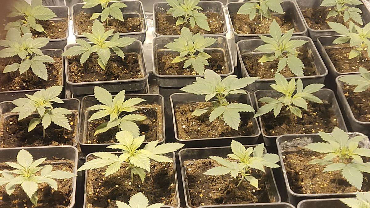 Davi45535429's tweet photo. Todo pinta bien con las #bubblefruit de @GeaSeeds 98% de geminacion y con mucha fuerza 💪 #autocultivo #autocultivomedicinal #cannabiscommunity #freedom https://t.co/bQJ6SCaJUa