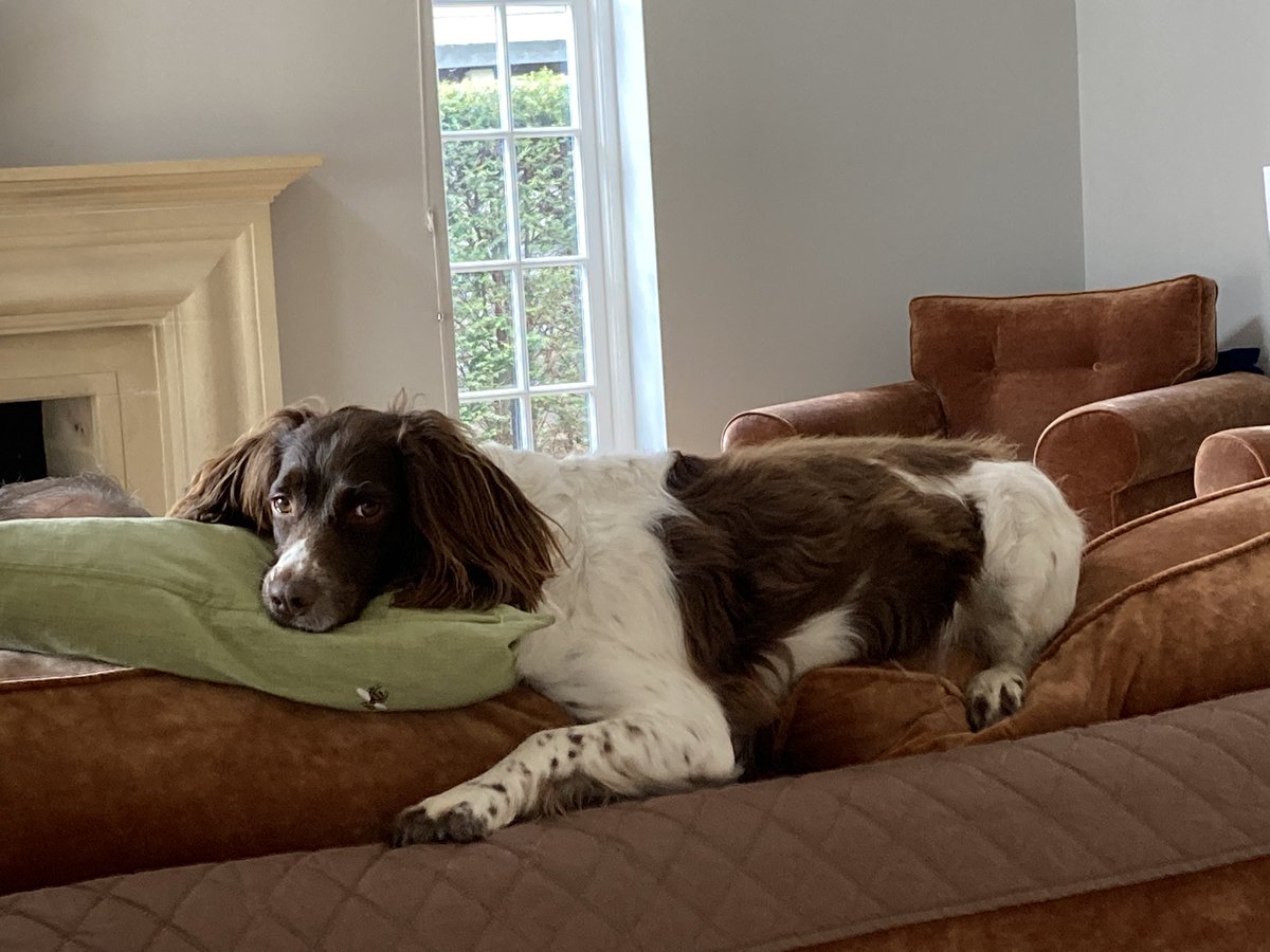 jenny seagrove 🍃💚🍃 (@springmeister) on Twitter photo Can I give a shout to <a href="/ESSW_Springer/">English Springer Spaniel Welfare</a> a charity doing amazing work rescuing & rehoming Springers- my beloved Georgie came from them. They are struggling financially & in danger of going under due to so many dogs dumped, needing vet help after lockdown. If anyone can help! Thanks!! Can I give a shout to <a href="/ESSW_Springer/">English Springer Spaniel Welfare</a> a charity doing amazing work rescuing & rehoming Springers- my beloved Georgie came from them. They are struggling financially & in danger of going under due to so many dogs dumped, needing vet help after lockdown. If anyone can help! Thanks!!