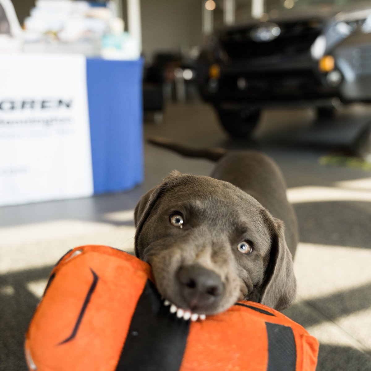 We can't believe October is almost over! Don't forget, #LundgrenSubaru of Bennington will be donating $100 to <a href="/centersecond/">Second Chance Animal Center</a> for every pet adopted in the month of October! Check out our virtual adoption page and learn more about #SubaruLovesPets today: bit.ly/3SS4WWw