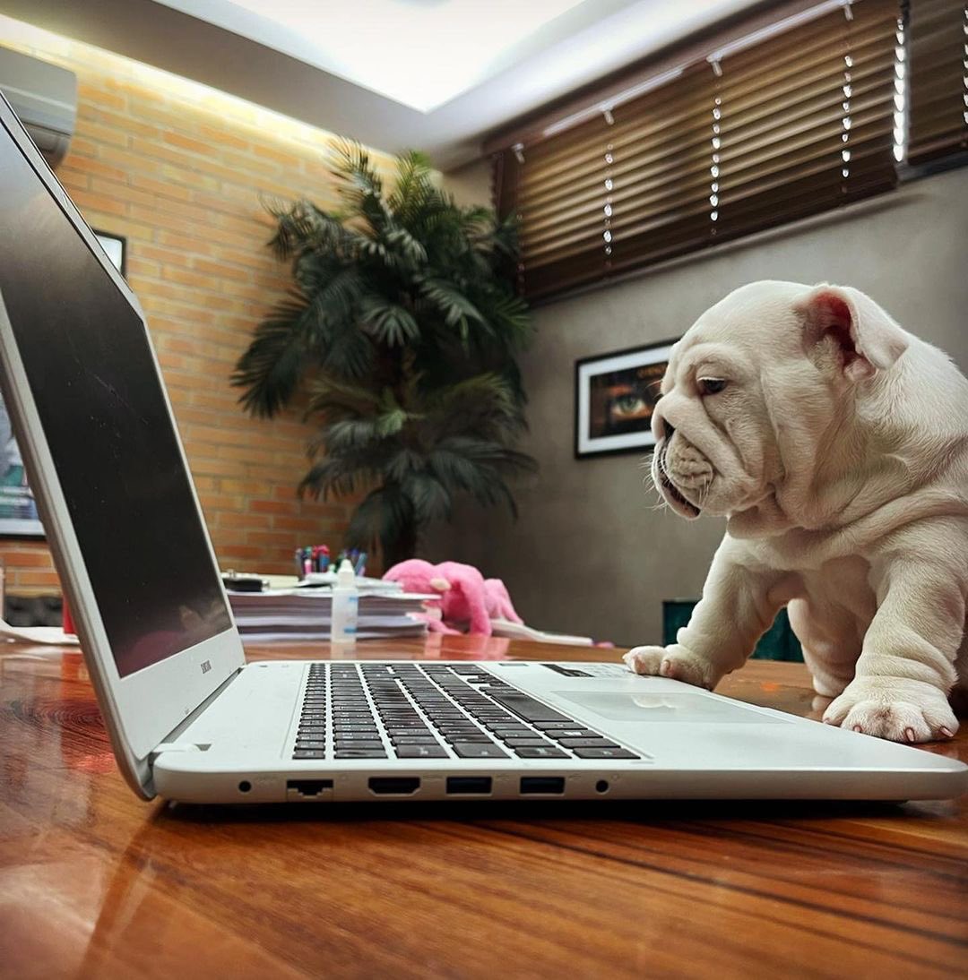 BulldogGardenUS's tweet photo. lemme do some scrolling…😂
#buldogs #Bulldog #Englishbulldog #dogs #dogsoftwitter https://t.co/hW1KhaTSrL