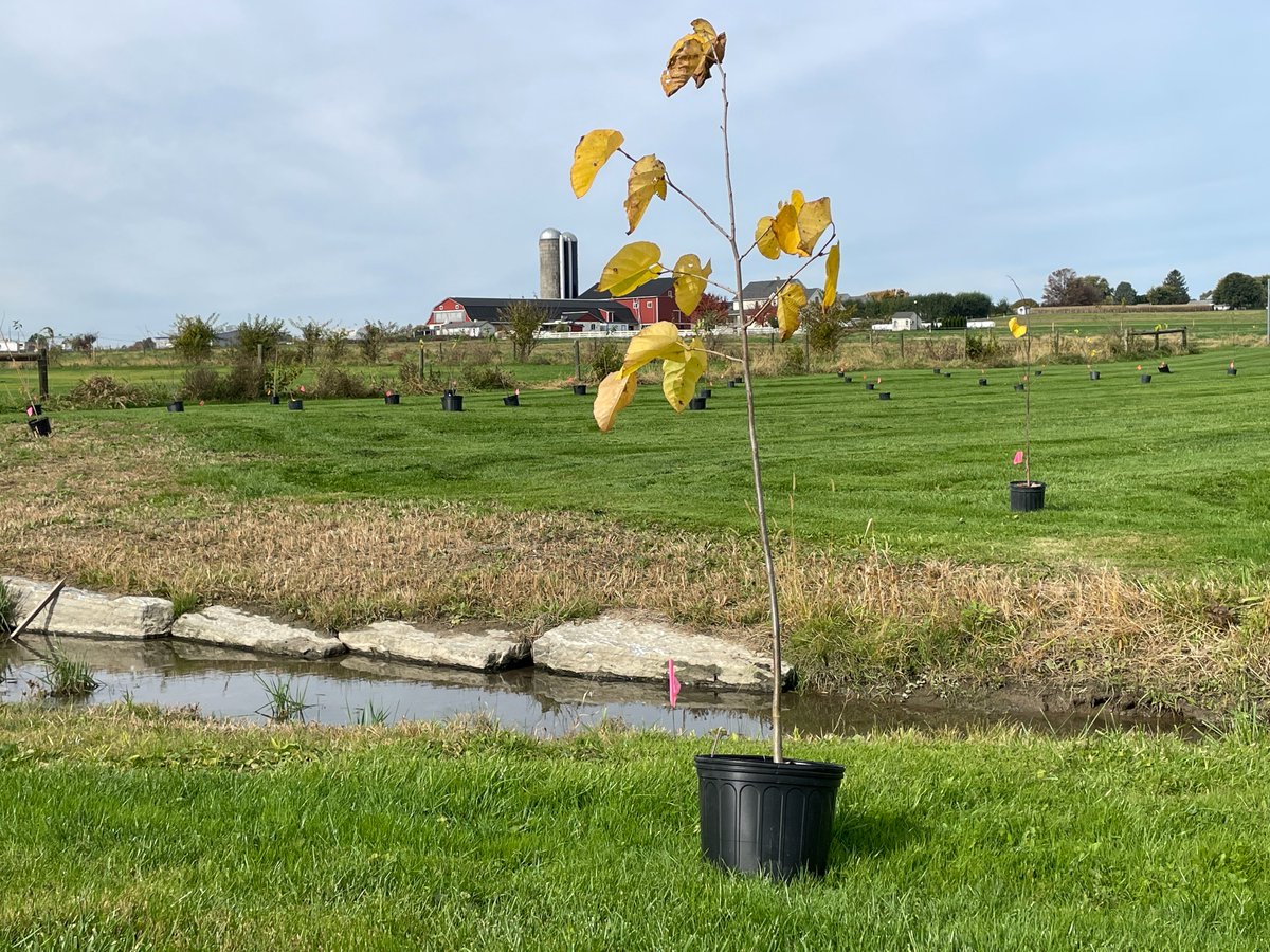 DCNRnews's tweet photo. DCNR Secretary Cindy Adams Dunn joined the @AllianceForBay planting trees and shrubs in a #StreamBuffer at Salisbury Township Park in Gap to celebrate the 24-hour volunteer Treelay taking place this weekend. Learn more ➡️ https://t.co/q5HkNa6kKc. https://t.co/PRqiq8X5jT