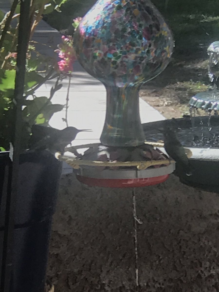 rddewing1's tweet photo. Male &amp;Female Anna’s face off. She just sat quietly. Seemed he did all the talking, he finished sipping left.  She started sipping after he left. https://t.co/GQL2SLA01x