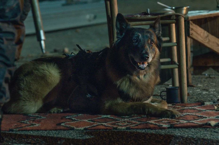 Who was your favorite #TWD companion? Cast your vote by RETWEETING for Shiva or a LIKE for Dog!