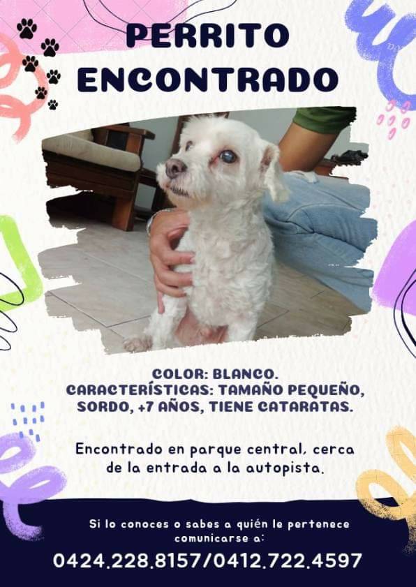 PerroUsuario's tweet photo. Encontrado Parque Central CARACAS.
Si lo conoces por favor comunícate con los números publicados https://t.co/3BiTWtMcX9