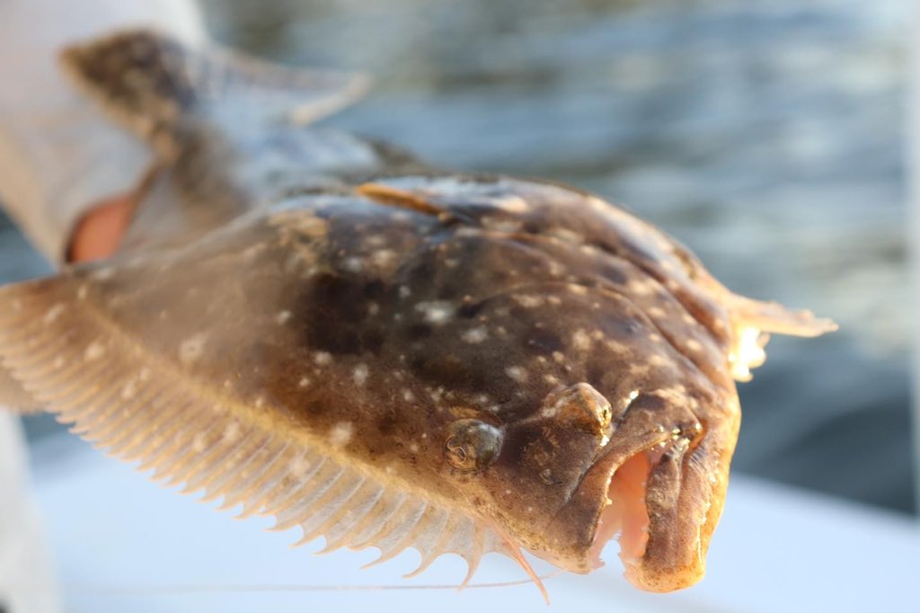 boatsetterfish's tweet image. There are some spooky and alien looking fish out there! 👽 👻 

Let us know the wildest fish you’ve caught in the replies !!  #boatsetter #halloween #fishing #spooky