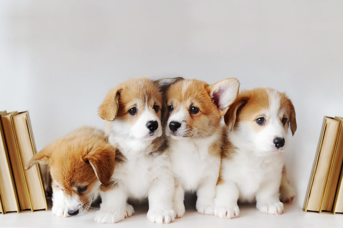 MinSiblings_'s tweet photo. Arlos gift. PUPPIES and Books  -☀️ https://t.co/ZmITi1oWIt