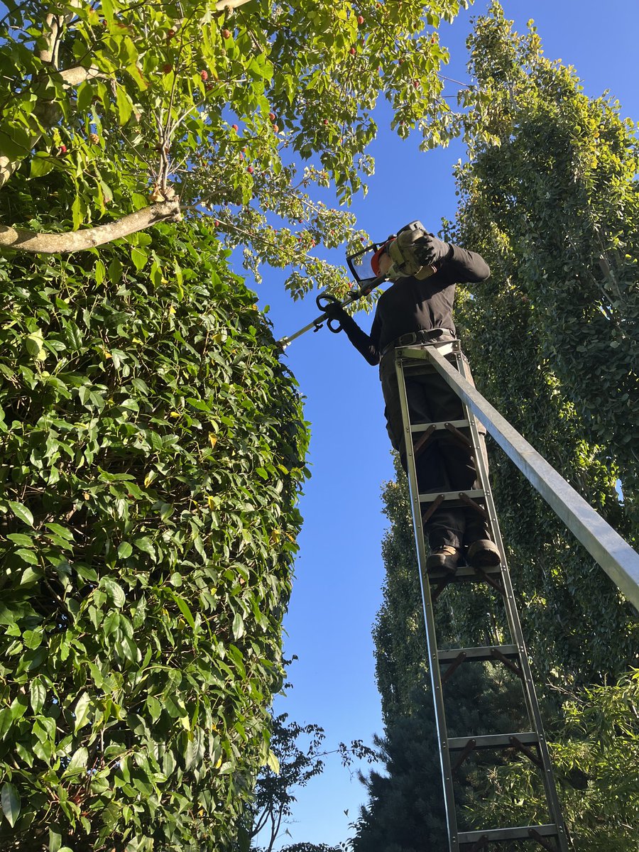 YVR Tree Care tweet media