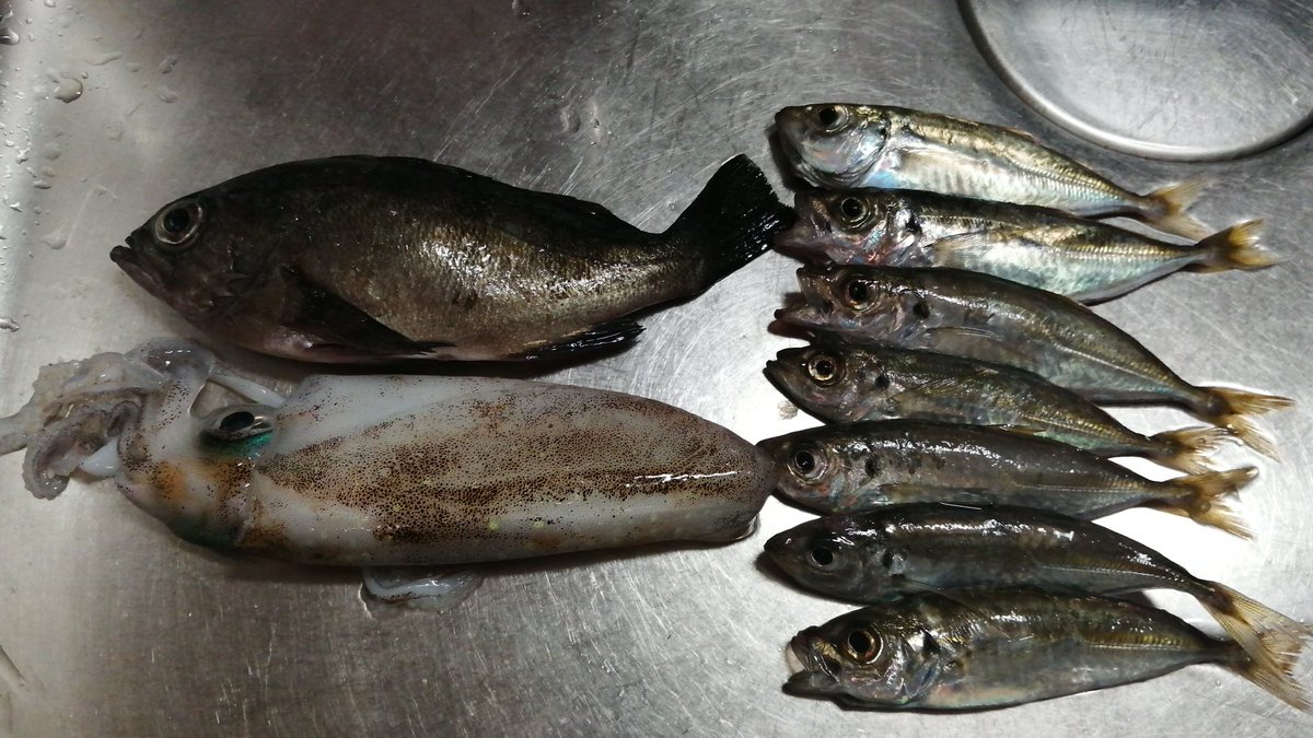 AnglingInvestor's tweet photo. 秋は多種多様な魚が釣れる釣りのベストシーズンです😆👍！ https://t.co/Rmh1aGcjlR