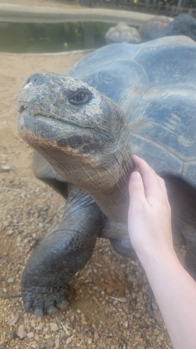 Sooralsa's tweet photo. Some of my new friends at work, still can't believe I've made it here. (Burmese Star Tortoise, Galapagos Tortoise, and Tuatara. Not pets, but definitely friends) https://t.co/RKJHbbA50n